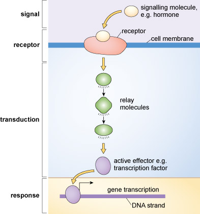 A basic overview of cell signalling