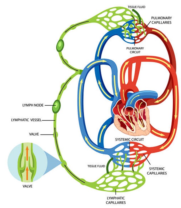 Image of lymphatic + circulatory system