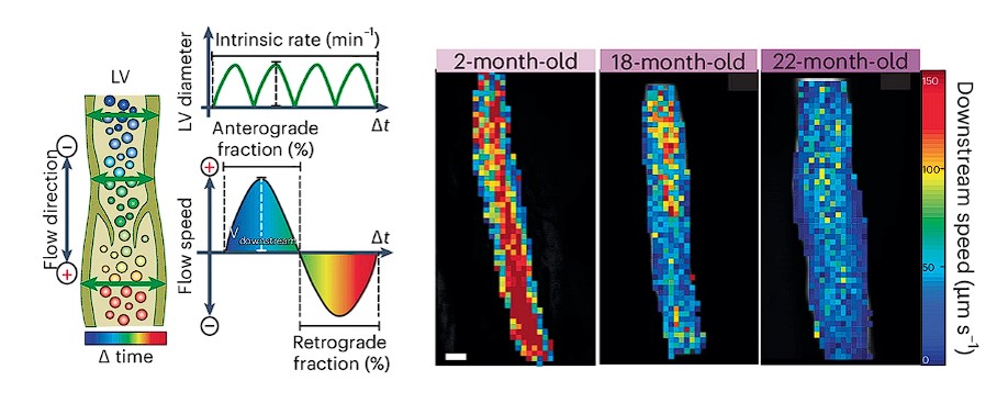 Image of Du et al. results 1