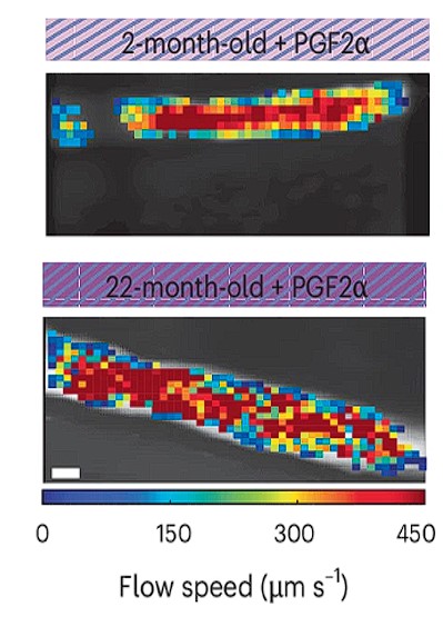 Image of Du et al. results 2