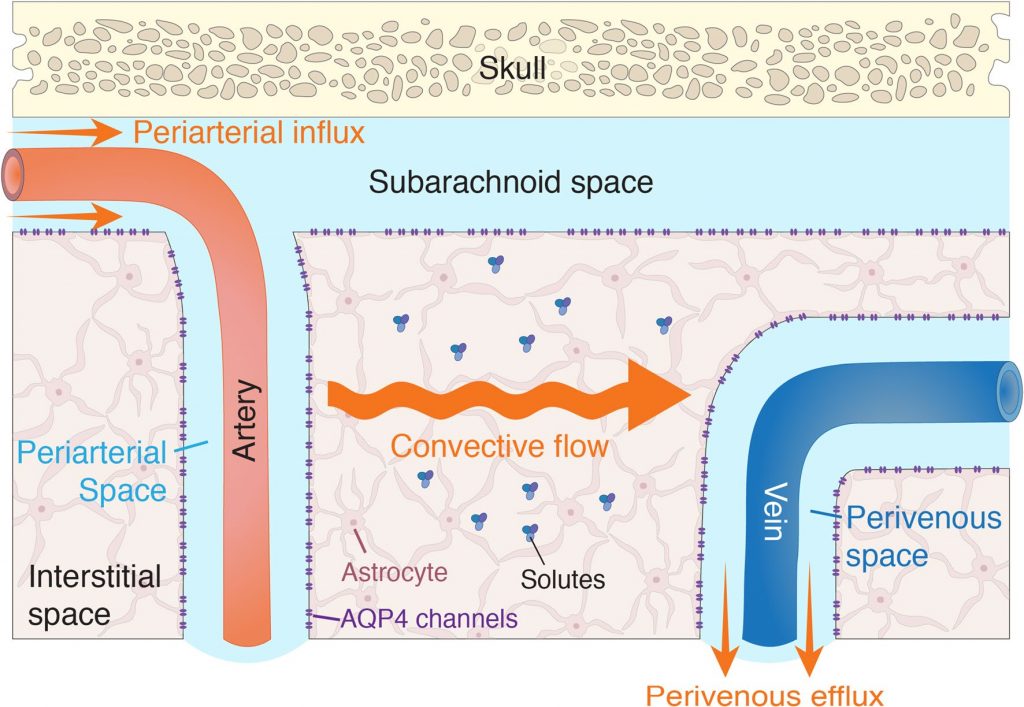 Image of glymphatic system