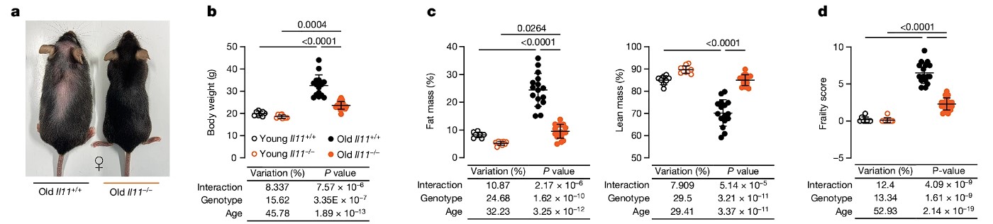 Figure 3 from Widjaja et al., (2024)