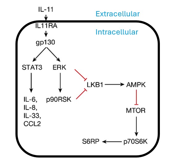 IL-11 signalling pathway
