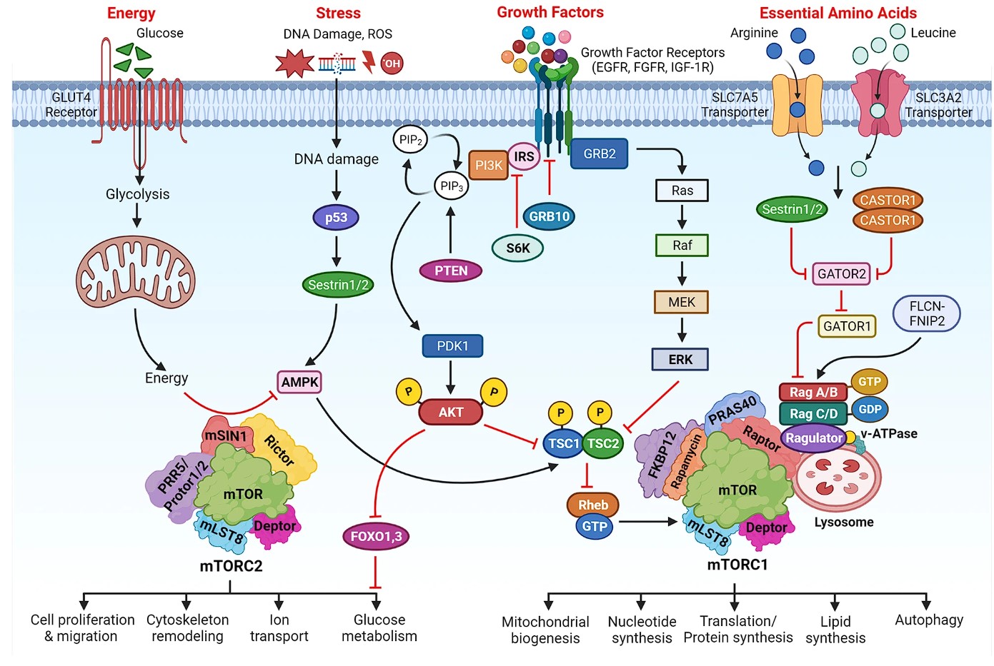 AMPK/mTOR pathway