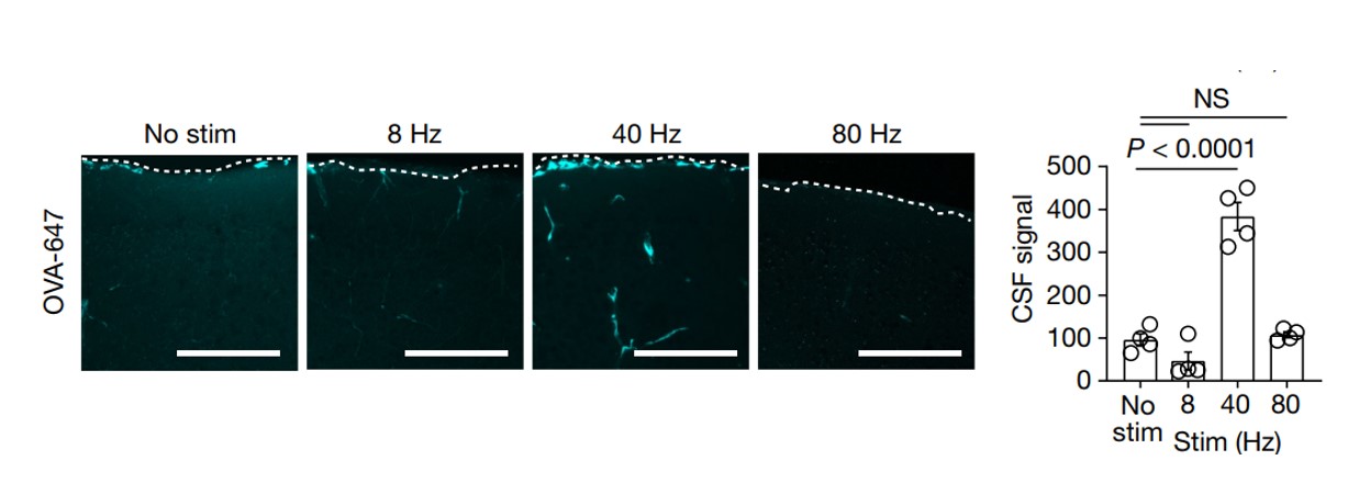 Gamma stimulation activates glymphatic system