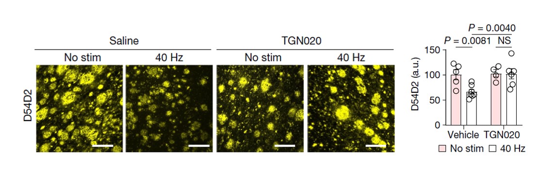 Inhibiting the glymphatic system blocks the effects of gamma stimulation