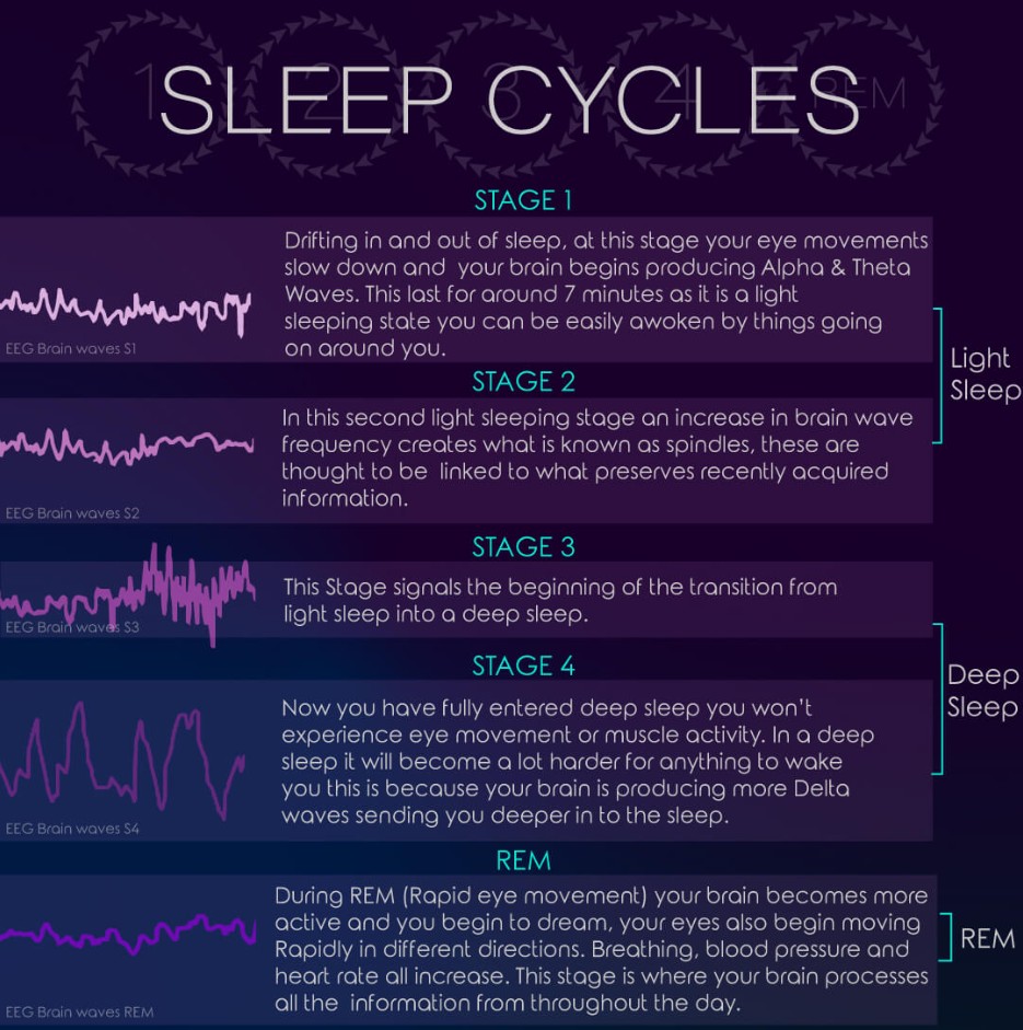 Overview of sleep and associated EEG cycles
