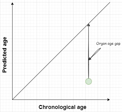 Image of the organ age gap but for super agers